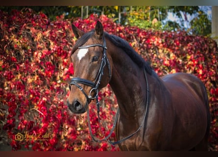 Poni alemán, Caballo castrado, 13 años, 148 cm, Castaño