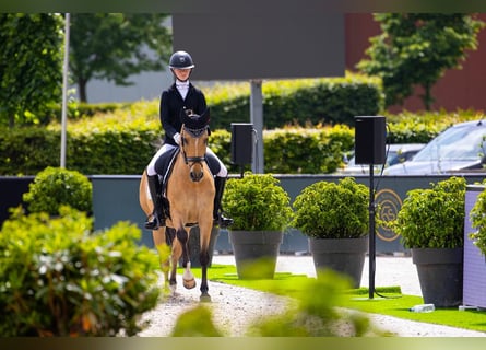 Poni alemán, Caballo castrado, 13 años, 149 cm, Bayo