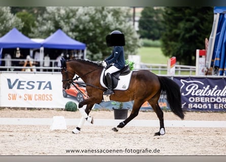 Poni alemán, Caballo castrado, 14 años, 140 cm, Castaño oscuro