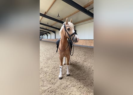 Poni alemán, Caballo castrado, 14 años, 145 cm, Palomino