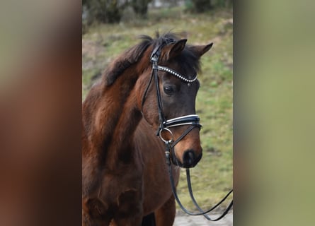 Poni alemán, Caballo castrado, 14 años, 146 cm, Castaño oscuro