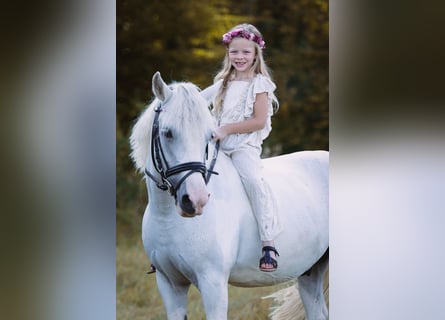 Poni alemán, Caballo castrado, 15 años, 125 cm, Tordo