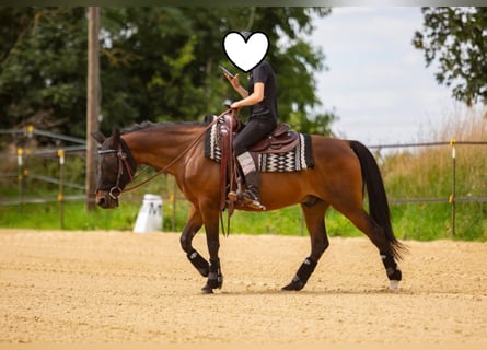 Poni alemán, Caballo castrado, 15 años, 142 cm, Castaño