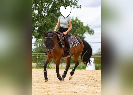 Poni alemán, Caballo castrado, 15 años, 142 cm, Castaño