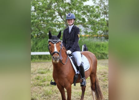 Poni alemán, Caballo castrado, 15 años, 147 cm, Alazán
