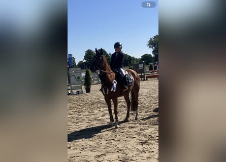 Poni alemán, Caballo castrado, 15 años, 148 cm, Alazán