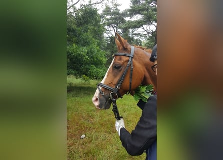 Poni alemán, Caballo castrado, 16 años, 148 cm, Alazán
