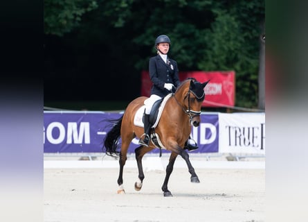 Poni alemán, Caballo castrado, 16 años, 148 cm, Castaño