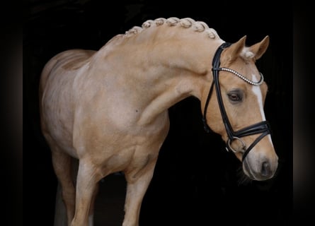 Poni alemán, Caballo castrado, 16 años, 148 cm, Palomino