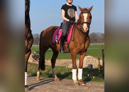 Poni alemán, Caballo castrado, 17 años, 148 cm, Alazán