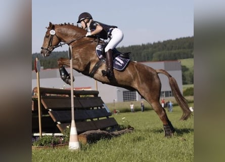 Poni alemán, Caballo castrado, 17 años, 148 cm, Alazán