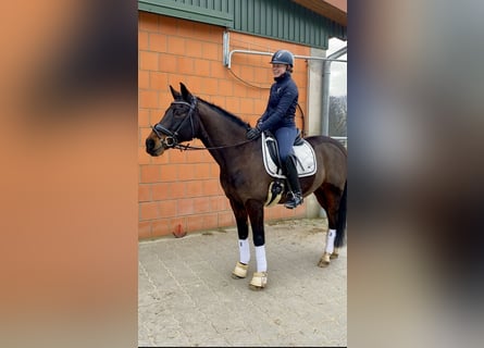 Poni alemán, Caballo castrado, 17 años, 148 cm, Castaño oscuro