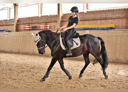 Poni alemán, Caballo castrado, 17 años, 148 cm, Negro