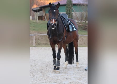 Poni alemán, Caballo castrado, 18 años, 148 cm, Castaño