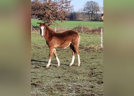 Poni alemán, Caballo castrado, 1 año, 148 cm, Alazán