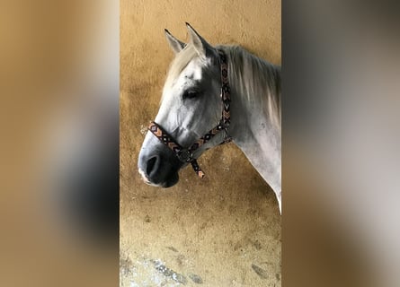 Poni alemán Mestizo, Caballo castrado, 22 años, 145 cm, Tordo