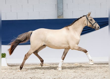 Poni alemán, Caballo castrado, 2 años, 141 cm, Bayo