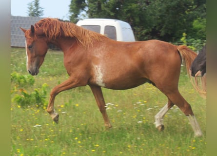 Poni alemán, Caballo castrado, 2 años, 142 cm, Alazán