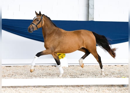 Poni alemán, Caballo castrado, 2 años, 145 cm, Bayo