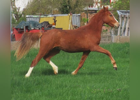 Poni alemán, Caballo castrado, 2 años, 148 cm, Alazán