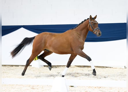 Poni alemán, Caballo castrado, 2 años, 148 cm, Castaño