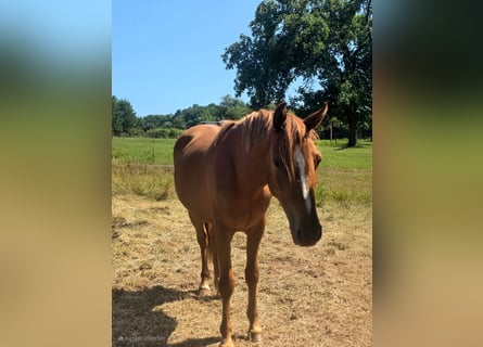 Poni alemán, Caballo castrado, 2 años, Alazán