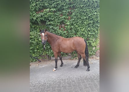 Poni alemán, Caballo castrado, 3 años, 135 cm, Castaño