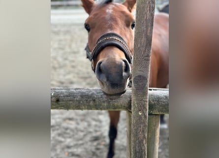 Poni alemán, Caballo castrado, 3 años, 136 cm, Castaño