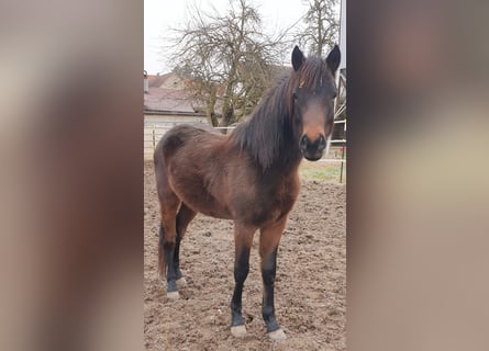 Poni alemán, Caballo castrado, 3 años, 137 cm, Castaño oscuro