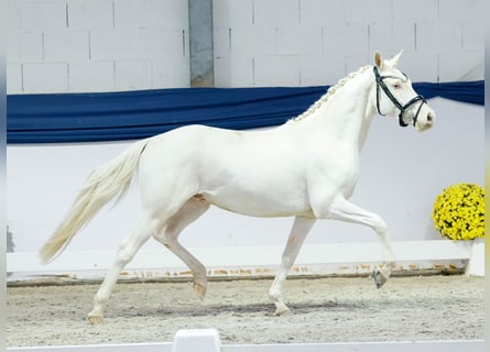 Poni alemán, Caballo castrado, 3 años, 139 cm, Cremello
