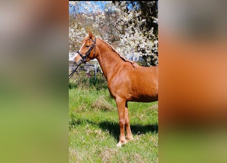 Poni alemán Mestizo, Caballo castrado, 3 años, 140 cm, Alazán