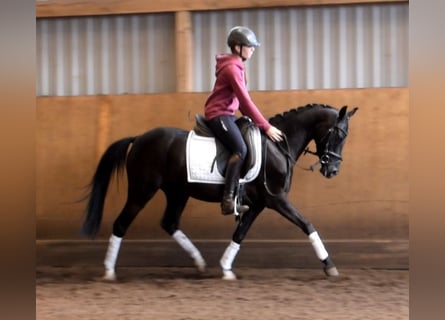 Poni alemán, Caballo castrado, 3 años, 140 cm, Negro