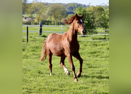 Poni alemán, Caballo castrado, 3 años, 142 cm, Alazán