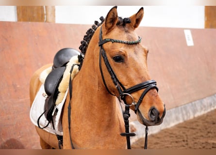 Poni alemán, Caballo castrado, 3 años, 142 cm, Buckskin/Bayo