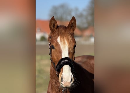 Poni alemán, Caballo castrado, 3 años, 144 cm, Alazán