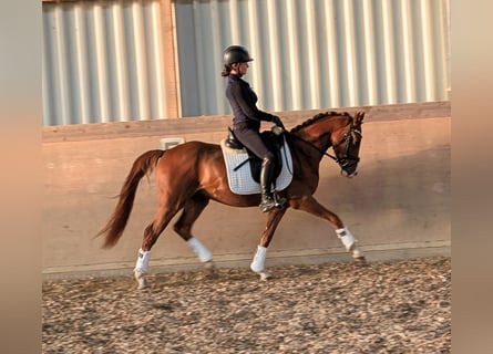 Poni alemán, Caballo castrado, 3 años, 144 cm, Alazán