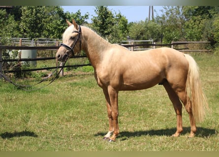 Poni alemán, Caballo castrado, 3 años, 144 cm