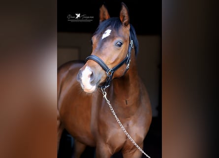 Poni alemán, Caballo castrado, 3 años, 144 cm, Castaño