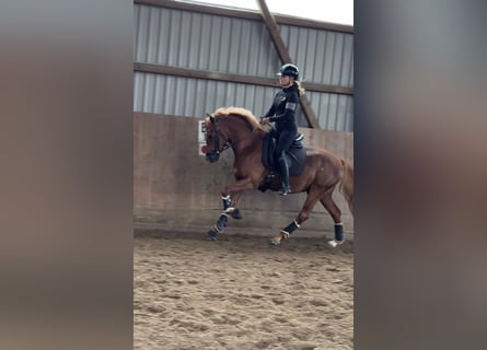 Poni alemán, Caballo castrado, 3 años, 145 cm, Alazán-tostado