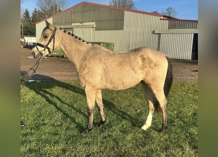 Poni alemán, Caballo castrado, 3 años, 145 cm, Bayo