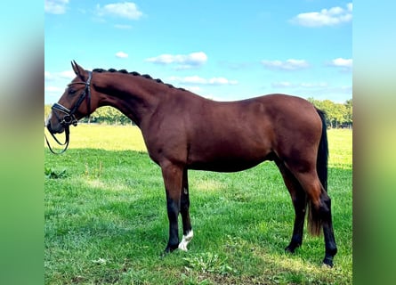 Poni alemán, Caballo castrado, 3 años, 145 cm, Castaño