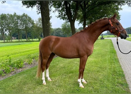 Poni alemán, Caballo castrado, 3 años, 146 cm, Alazán