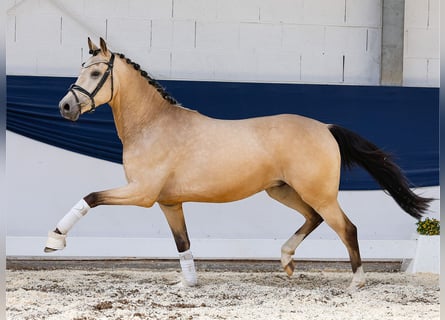 Poni alemán, Caballo castrado, 3 años, 146 cm, Bayo