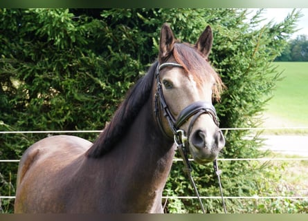 Poni alemán, Caballo castrado, 3 años, 146 cm, Buckskin/Bayo