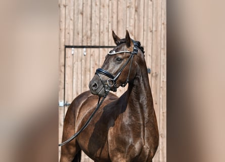 Poni alemán, Caballo castrado, 3 años, 146 cm, Negro