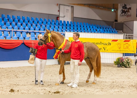 Poni alemán, Caballo castrado, 3 años, 147 cm, Alazán