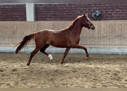 Poni alemán, Caballo castrado, 3 años, 147 cm, Alazán