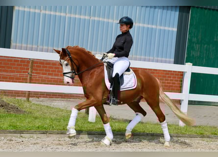 Poni alemán, Caballo castrado, 3 años, 147 cm, Alazán