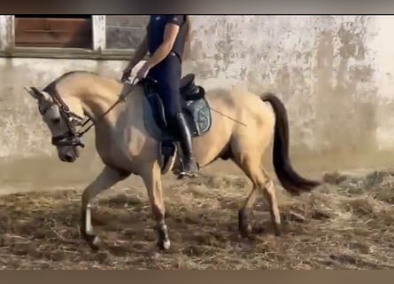 Poni alemán, Caballo castrado, 3 años, 147 cm, Buckskin/Bayo