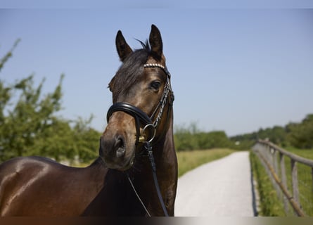 Poni alemán, Caballo castrado, 3 años, 147 cm, Castaño